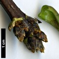 SpeciesSub: subsp. sterculiaceum
